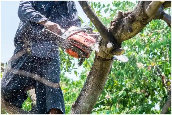 tree services Beloit